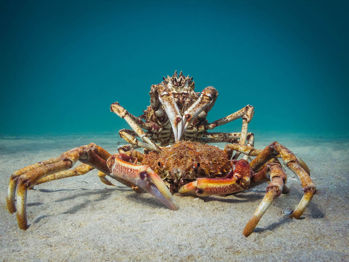 Οι νικητές του διαγωνισμού Ocean Art 2018 παρουσιάζουν τα μυστικά των ωκεανών