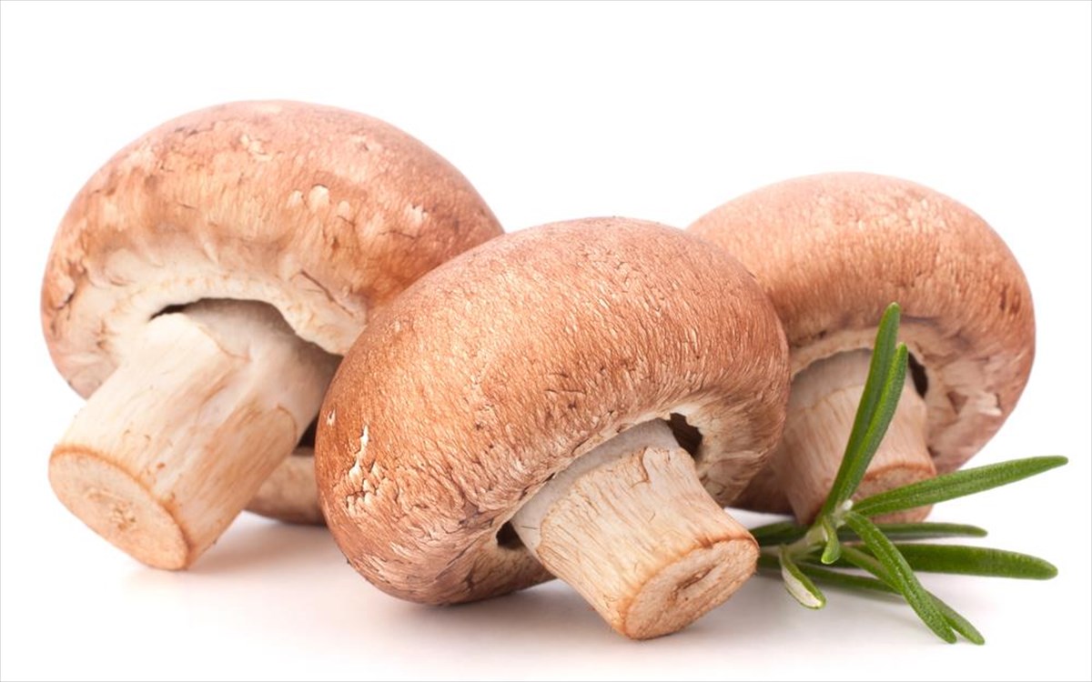 Τα μανιτάρια κρατούν το μυαλό για πάντα νέο