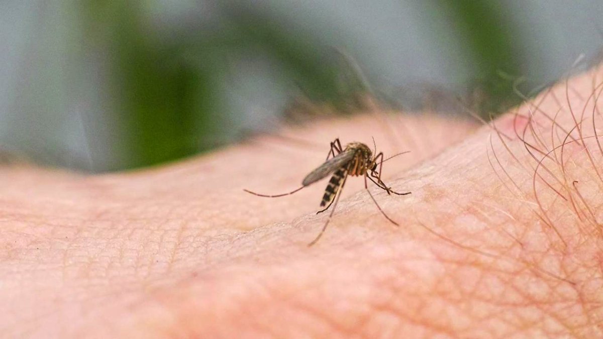 Εμφανίστηκαν κουνούπια γίγαντες στην Αττική- Πόσο επικίνδυνα είναι