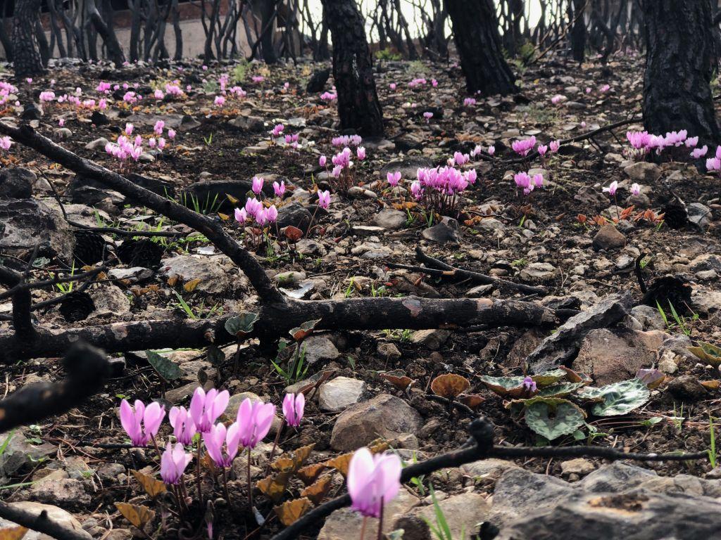 Κι όμως τα φυτά πονάνε, κλαίνε και επικοινωνούν λένε οι επιστήμονες
