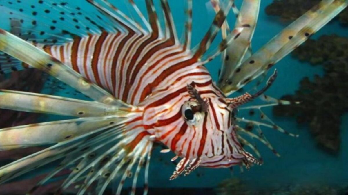 Λεοντόψαρο: Γιατί πρέπει να γνωρίσουμε το ψάρι που εξαπλώνεται στο Αιγαίο