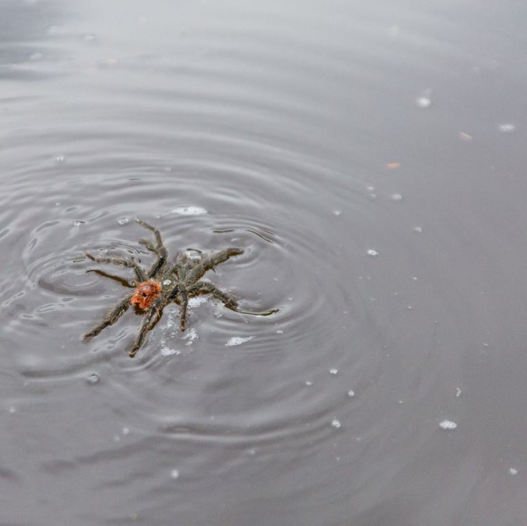 Τρομακτικό βίντεο: Δείτε μια ταραντούλα να κολυμπάει!