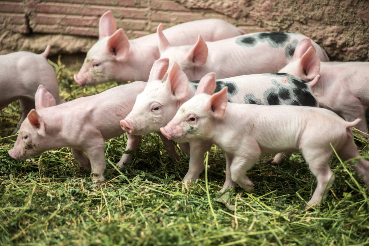 Μεταμόσχευση καρδιάς χοίρου σε άνθρωπο στα επόμενα τρία χρόνια!
