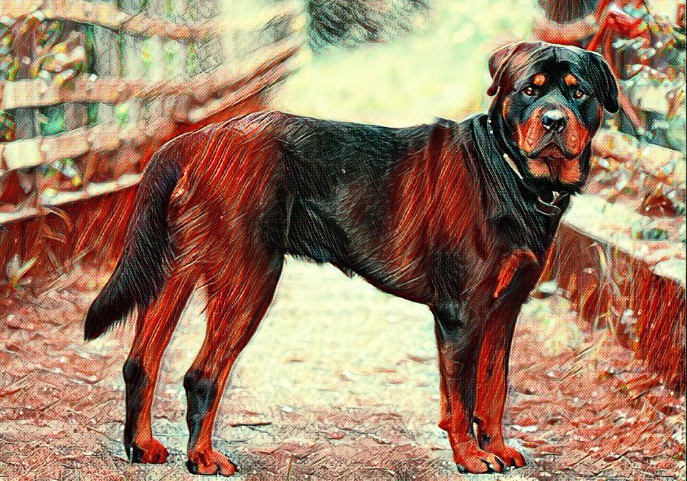 Ροτβάιλερ | Γιατί τα σκυλιά αυτής της ράτσας είναι πιο επικίνδυνα