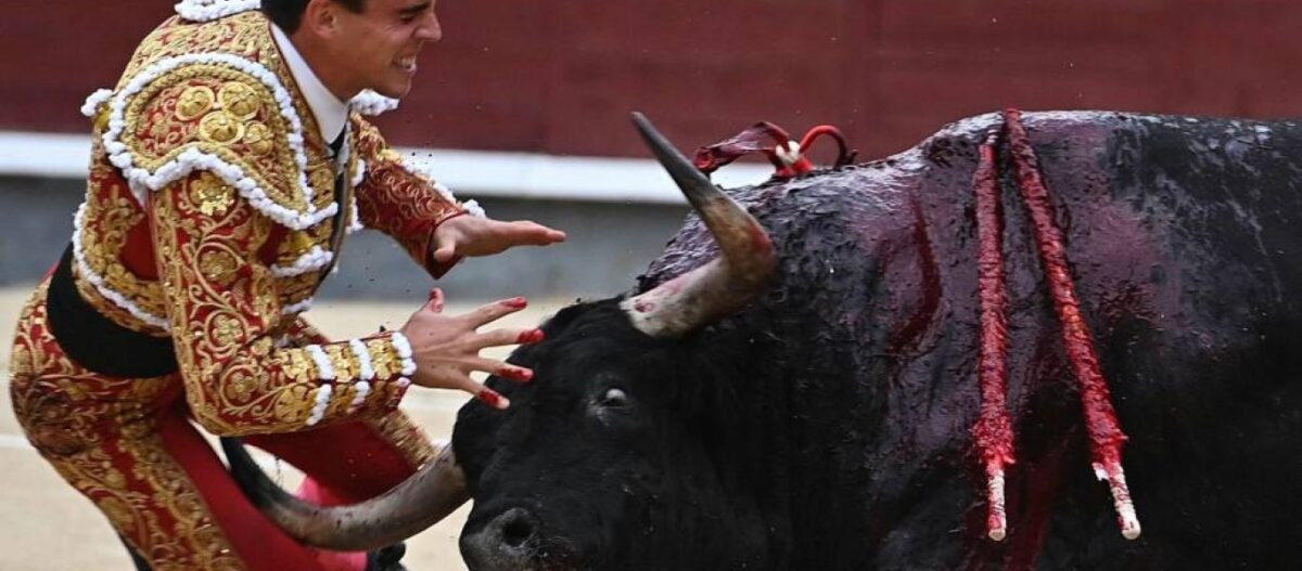 Σοκ στη Μαδρίτη | Ταύρος «ξεκοίλιασε» ταυρομάχο