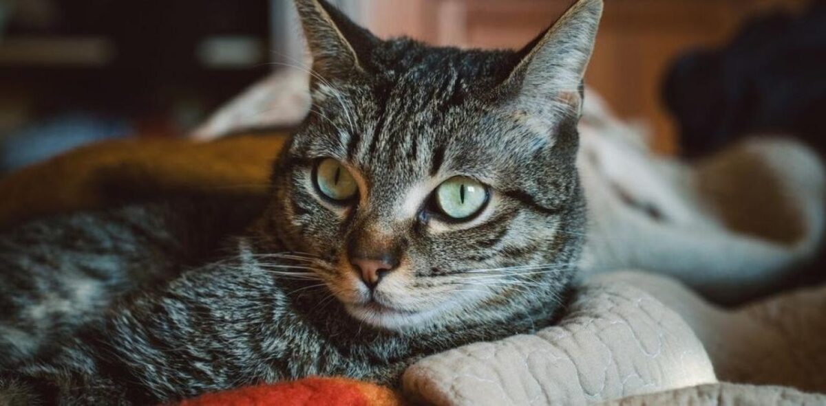 Το ‘χετε ξαναδεί; Μια γάτα υποψήφια στις δημοτικές εκλογές!