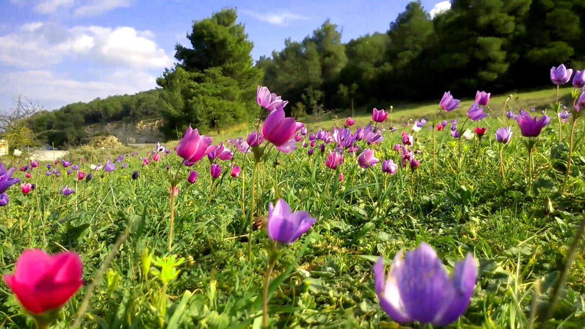Εαρινή ισημερία: Πότε αρχίζει η άνοιξη του 2020 στην Ελλάδα