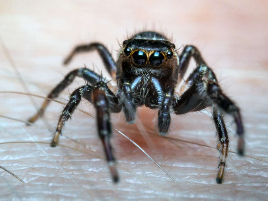 Γιατί όσο και αν μας φοβίζουν δεν πρέπει να σκοτώνουμε τις αράχνες!