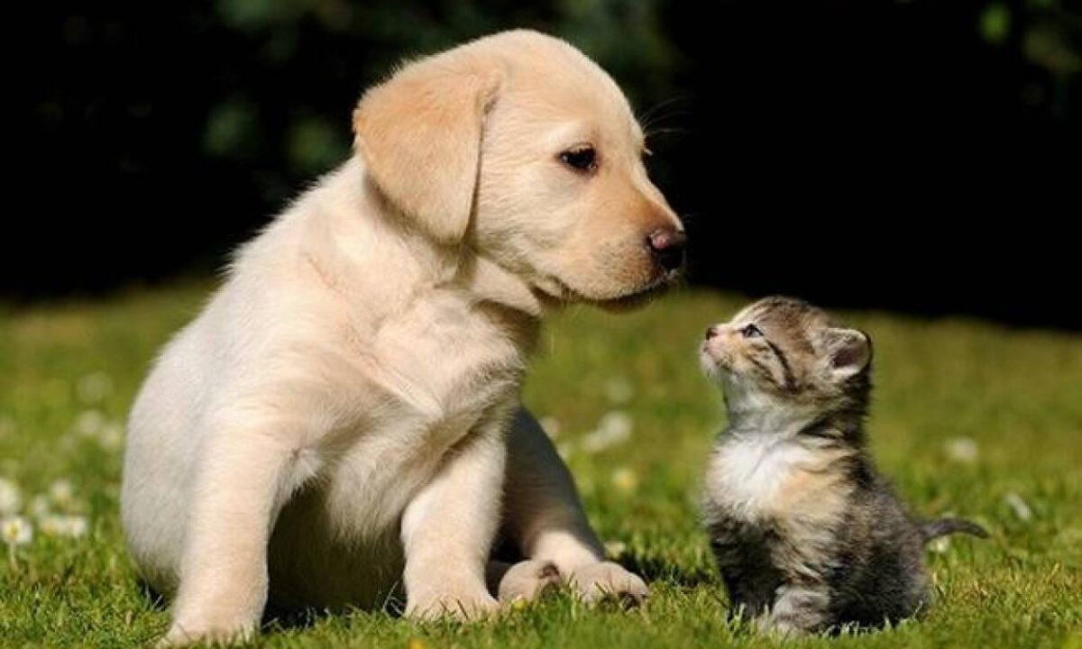 Μεταδίδεται ο κορωνοϊός από τα κατοικίδια; Τι δείχνουν οι τελευταίες έρευνες!