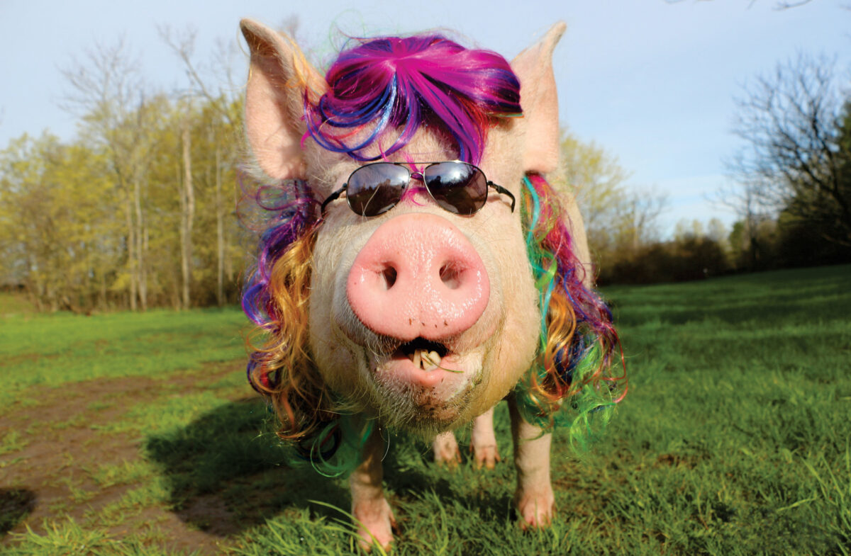 Ασφαλείς απογειώσεις με την βοήθεια των γουρουνιών στο Άμστερνταμ