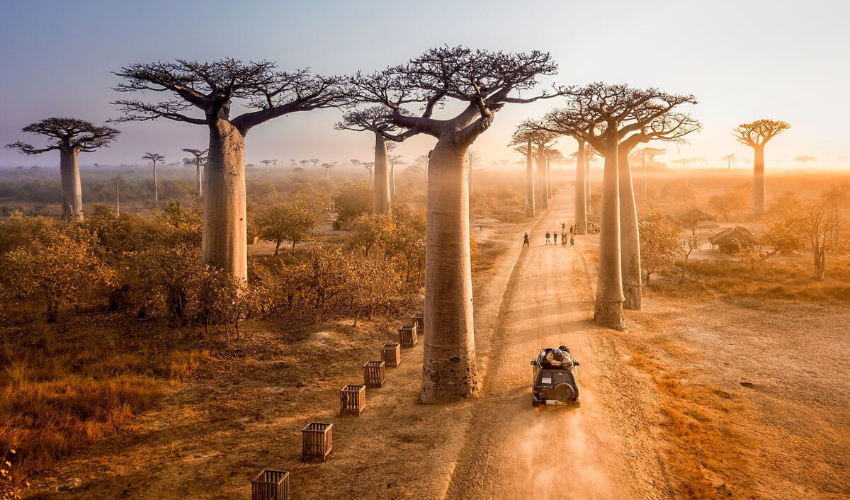 Η λεωφόρος των Baobab είναι από τους πιο εντυπωσιακούς «δρόμους» που θα δεις ποτέ