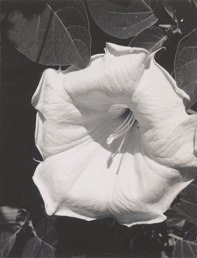 Η Georgia O’Keeffe αγαπούσε τη φωτογραφία