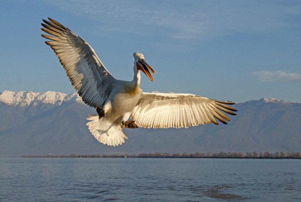 Τα κρυμμένα μυστικά της άγριας Ελλάδας αποκαλύπτει σε ντοκιμαντέρ το National Geographic
