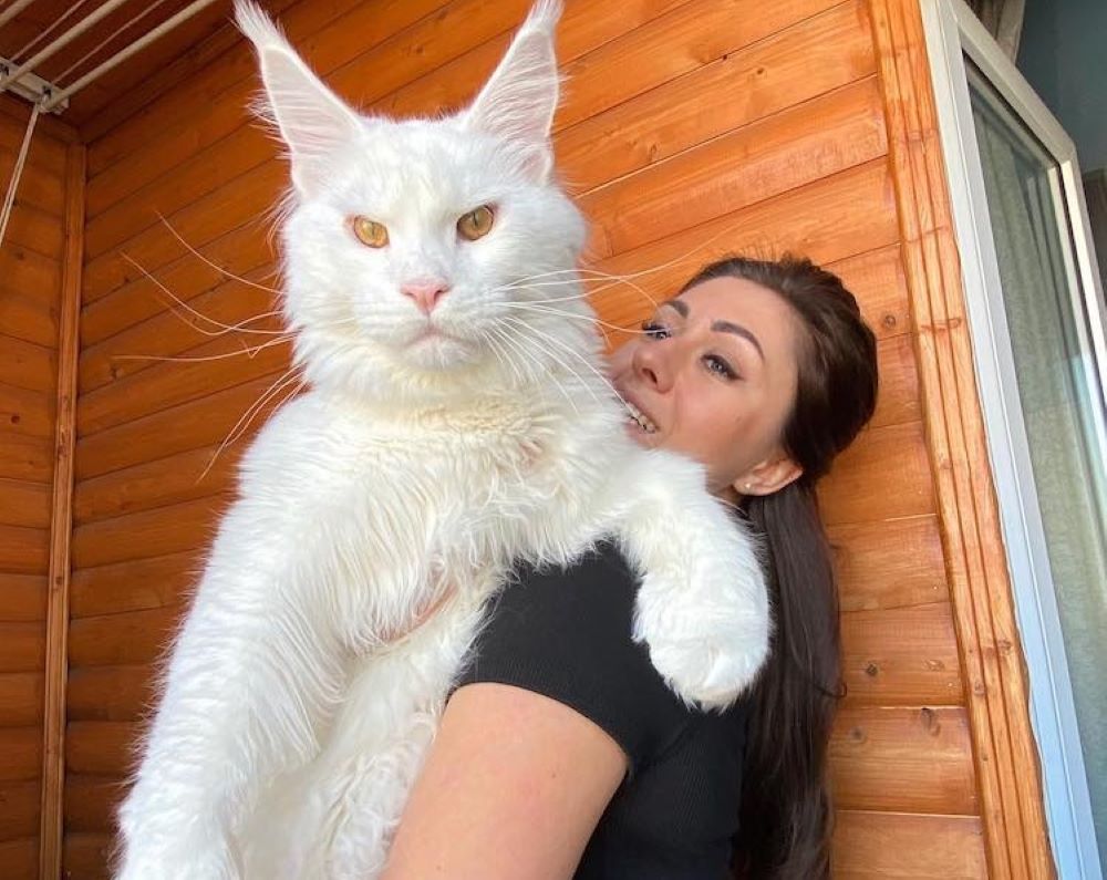Maine Coon | H γάτα-γίγαντας που έχει τρελάνει το διαδίκτυο