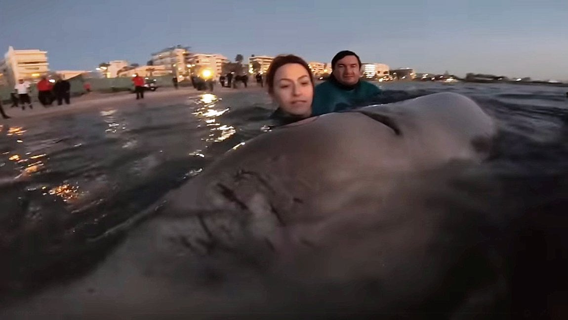 Το τραγούδι της Φάλαινας του Αλίμου και άλλα φαιδρά 