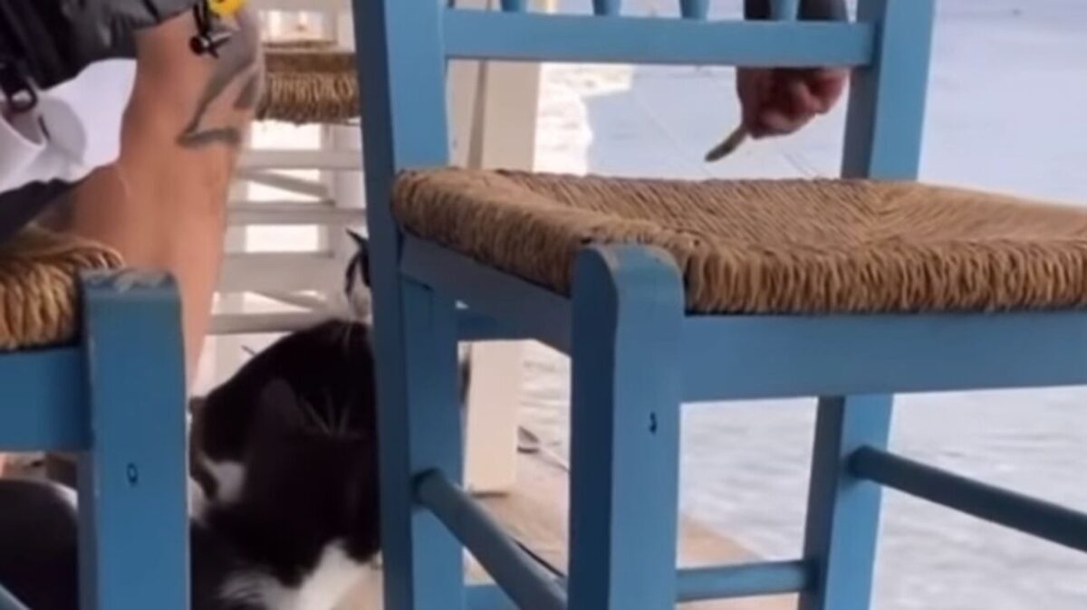 Συνελήφθη άνδρας που άσκησε βία σε ζώο μετά από πρωτοβουλία του Υπ.Προστασίας του Πολίτη