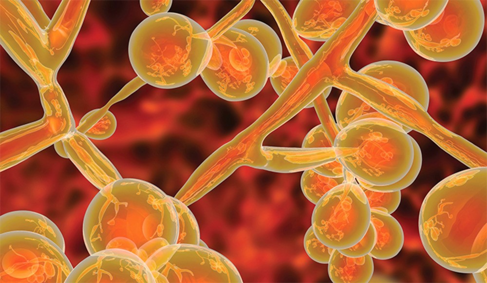 Candida auris | To μικρόβιο  που θα γίνει η επόμενη απειλή για την ανθρωπότητα