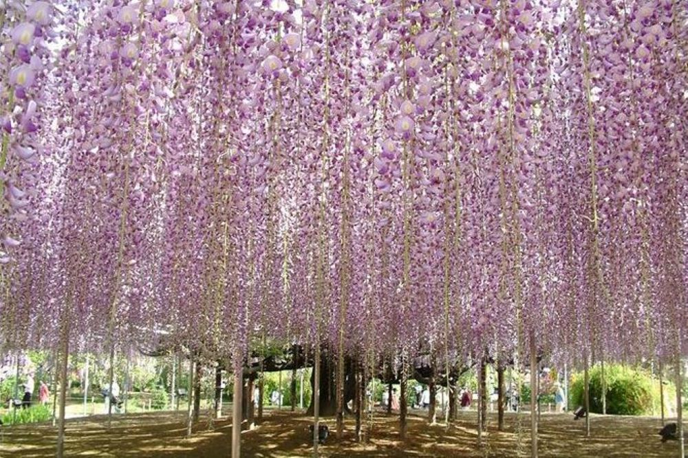 Άνθισε το μαγευτικό Hitachi Seaside Park στην Ιαπωνία