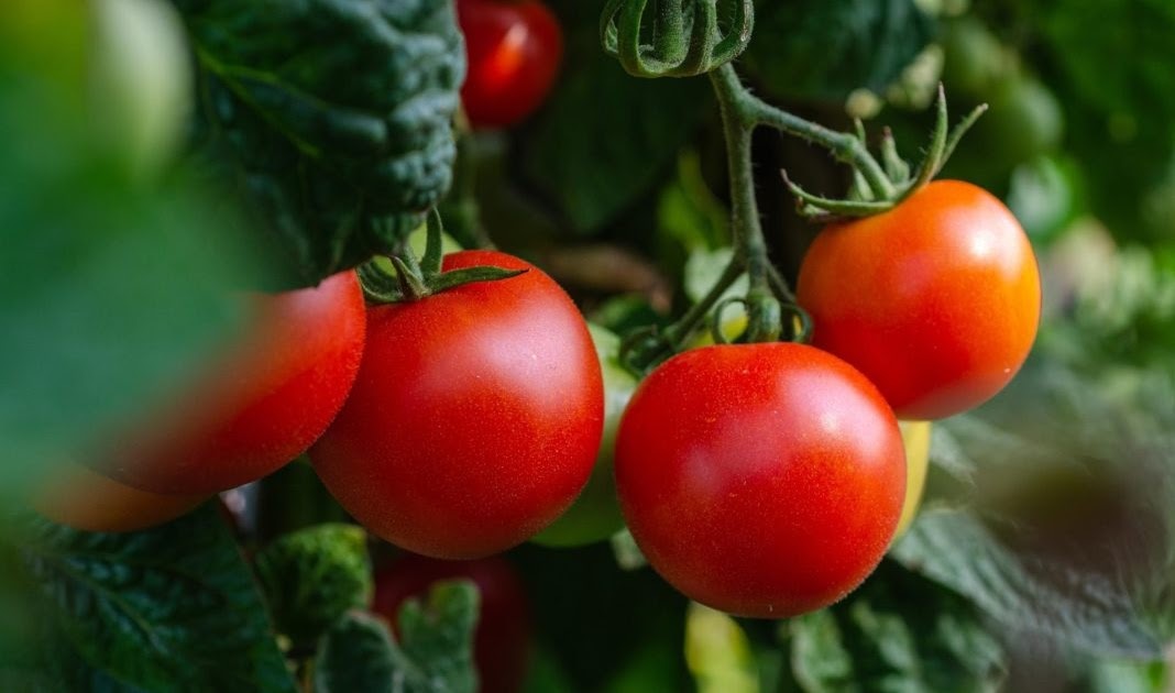 Δυνατότητα πρόσληψης περισσότερης προβιταμίνης D3 από γενετικά τροποποιημένες ντομάτες