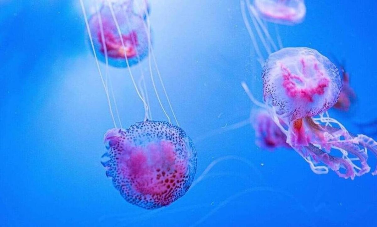 Η ισορροπία μεταξύ ψαράδων, χελωνών και ψαριών θα μας σώσει από τις μέδουσες