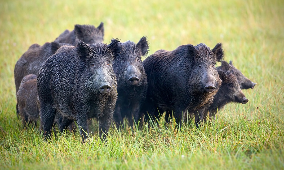 Αγριογούρουνα εναντίον οδηγών σε πολλούς δρόμους της Ελλάδας
