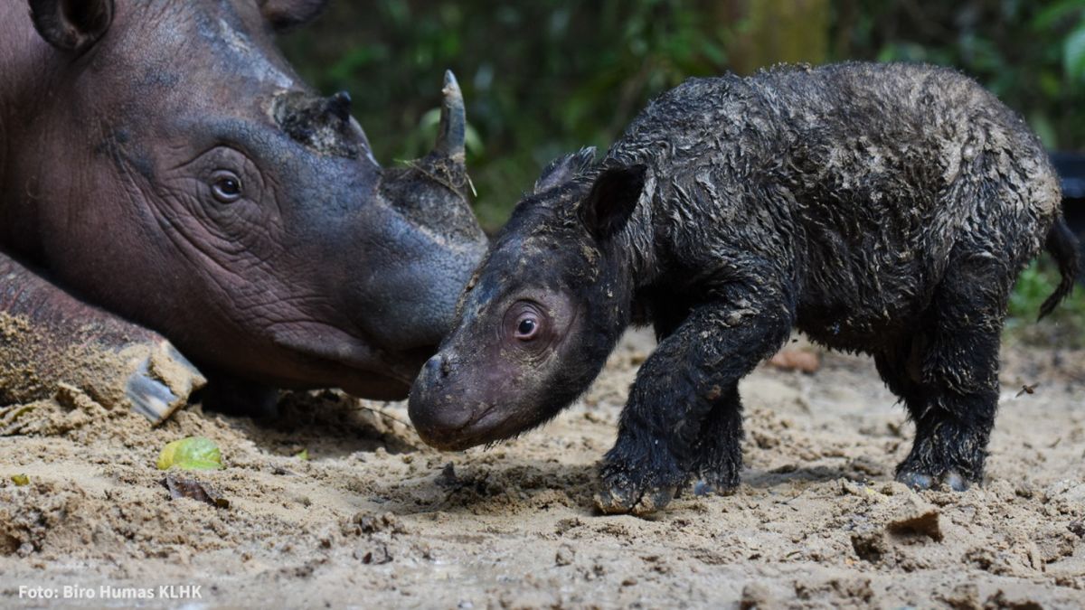 Αυτά είναι τα 10 πιο σπάνια πλάσματα στον πλανήτη 