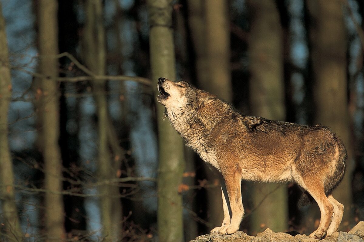 Οι Λύκοι και οι Αρκούδες επιστρέφουν στην Ελλάδα και Ευρώπη 