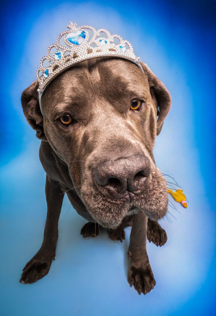 σκυλιά φωτογραφίες