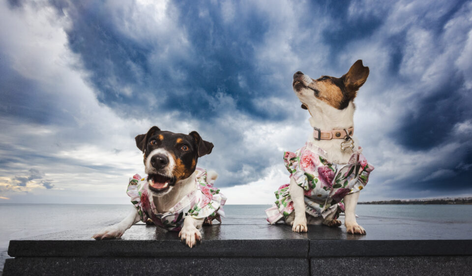 σκυλιά φωτογραφίες