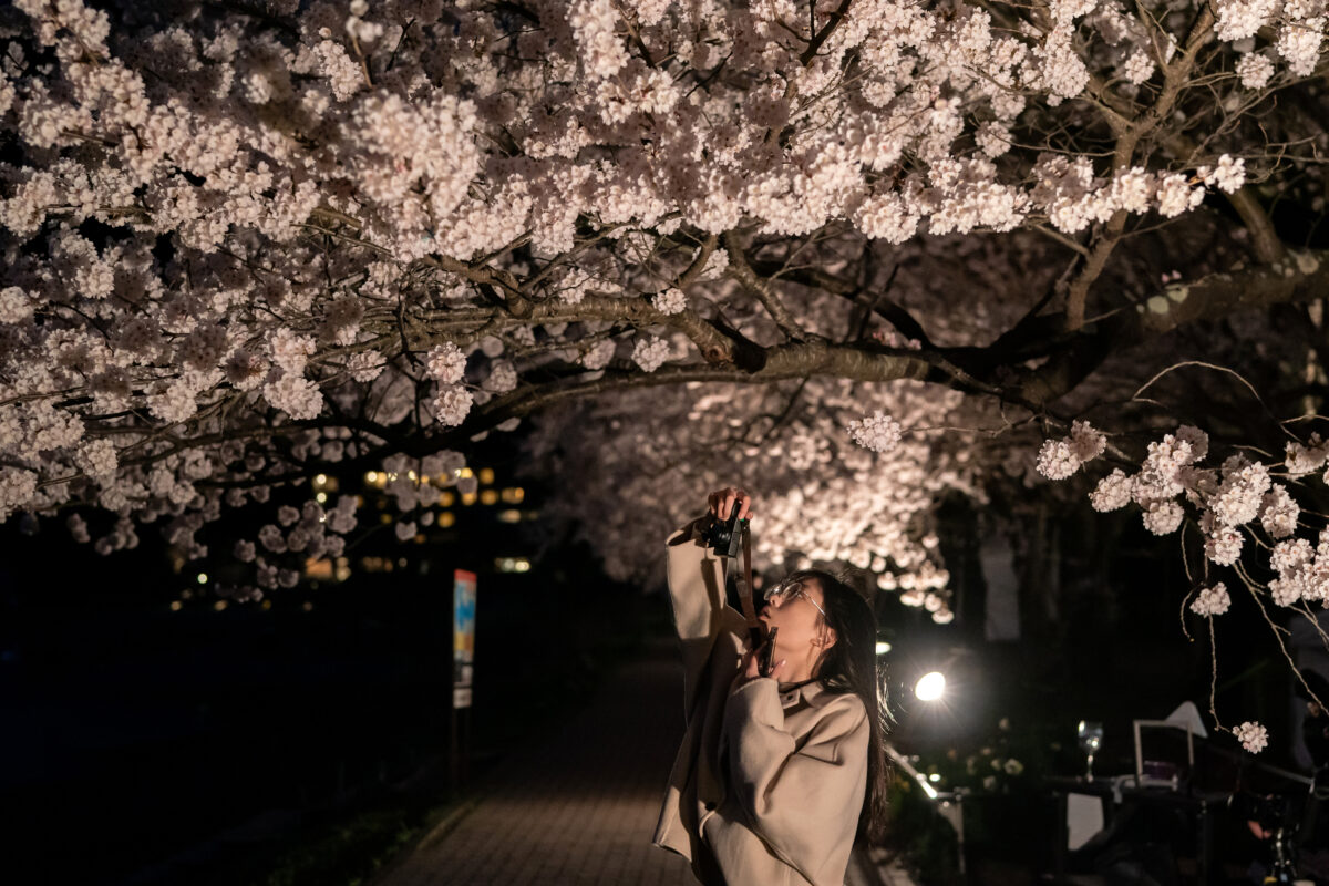 Ιαπωνία κερασιές