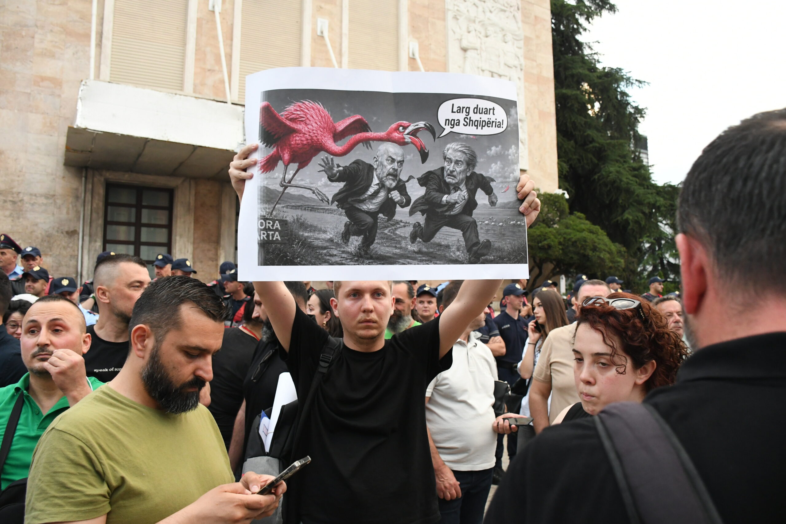 ροζ φλαμίνγκο αλβανία